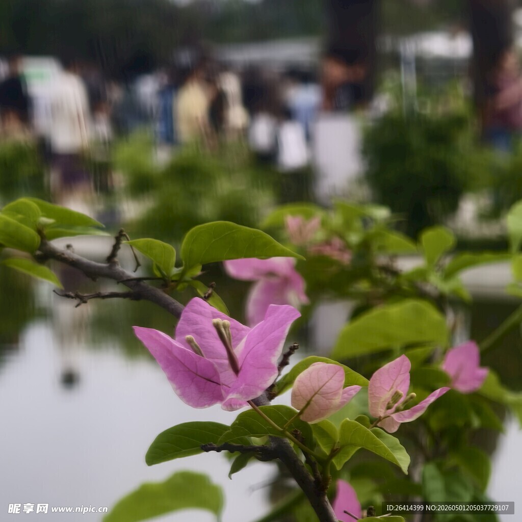娇艳三角梅绽放于水边