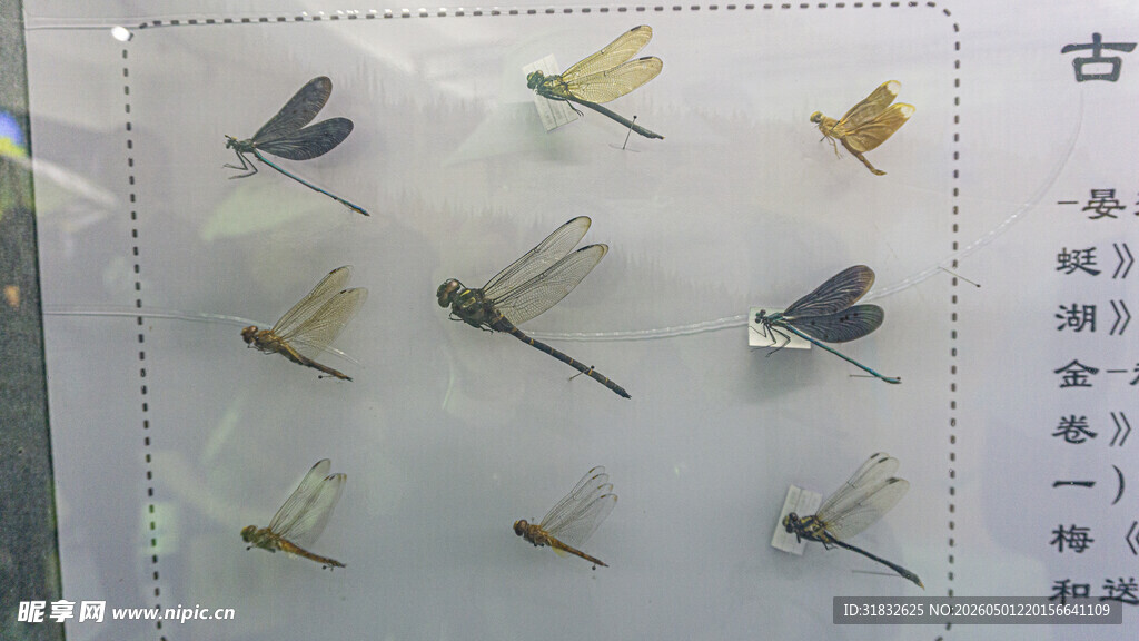 蜻蜓 昆虫标本展示
