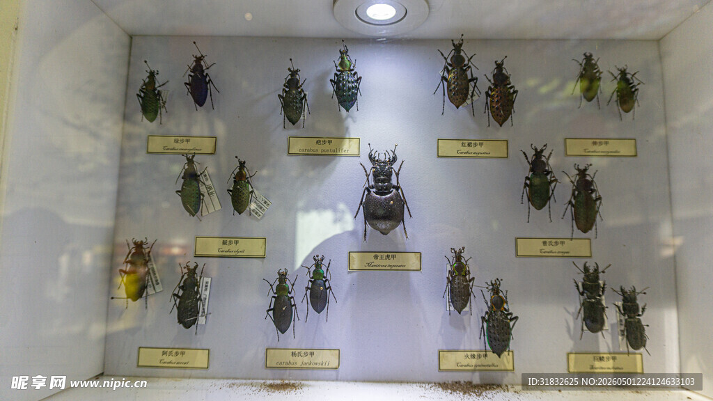 昆虫标本展示
