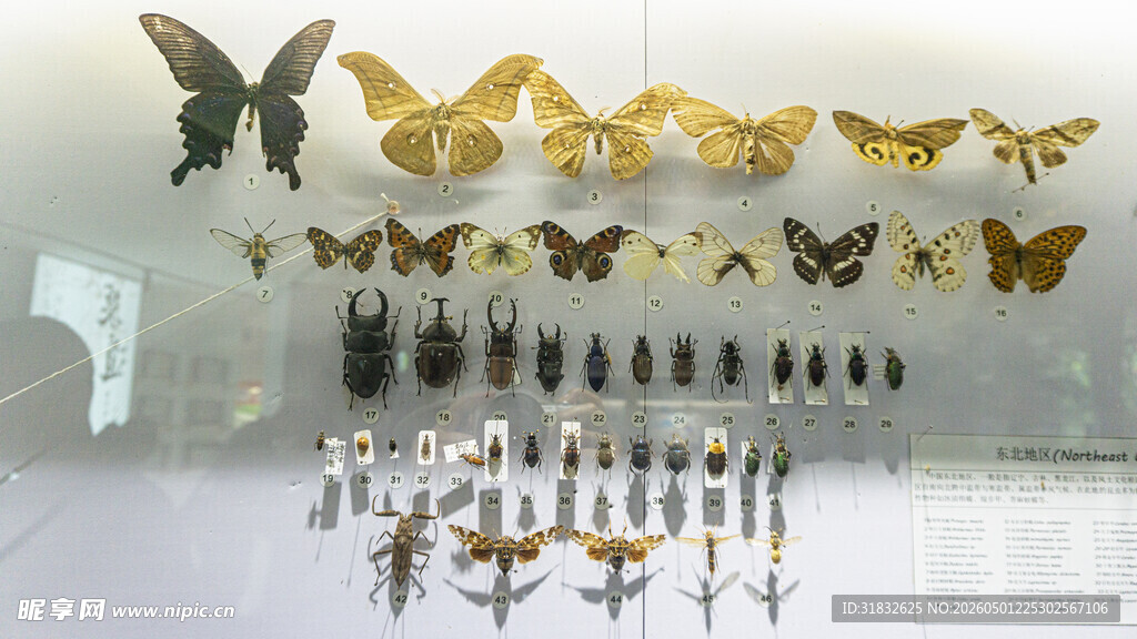 精美蝴蝶昆虫标本展示