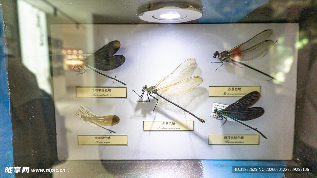 蜻蜓 昆虫标本展示