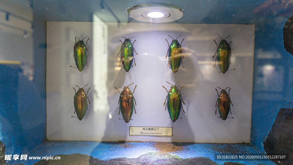 昆虫标本展示