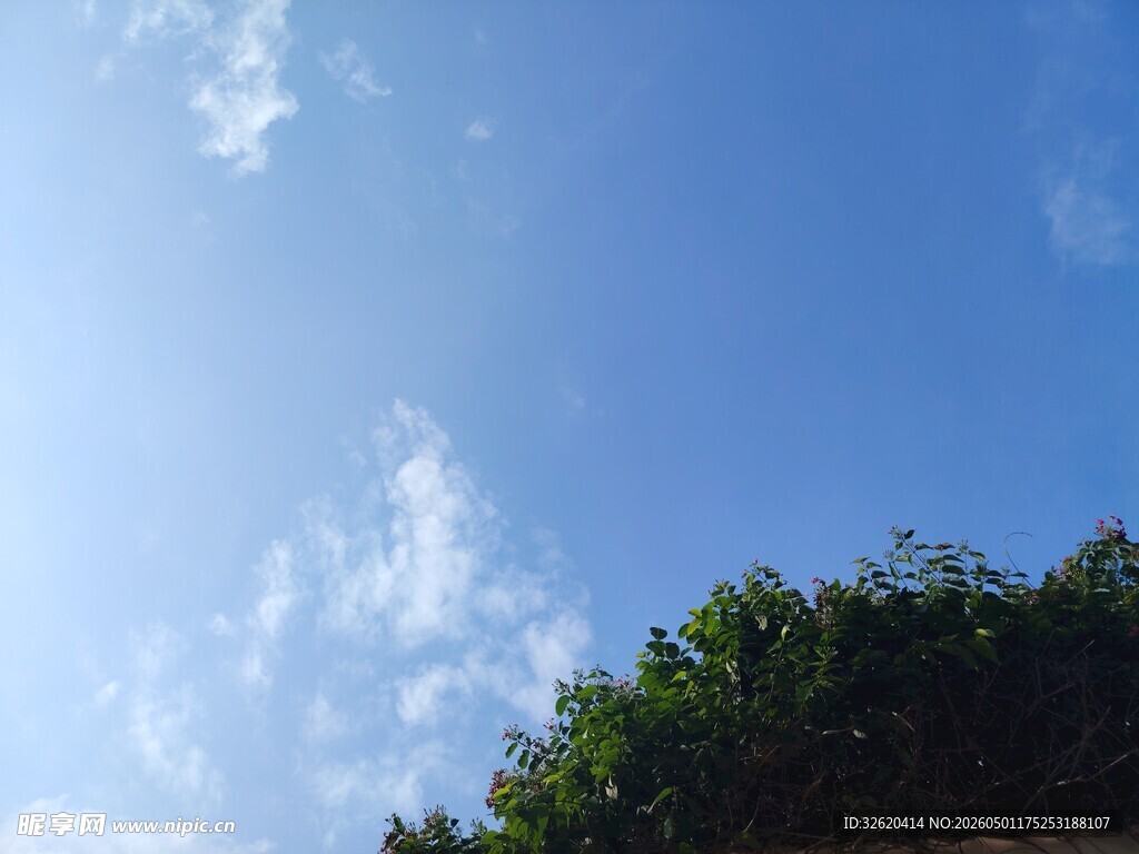 蓝天绿树间的清新景致