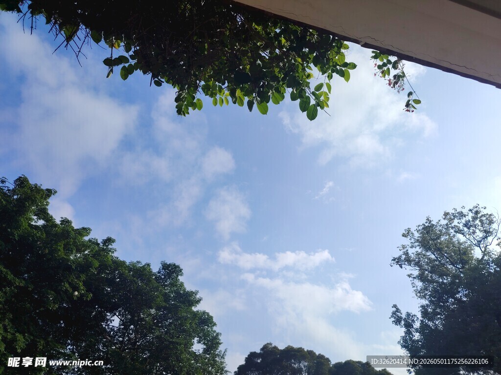 仰望蓝天绿树的惬意景象