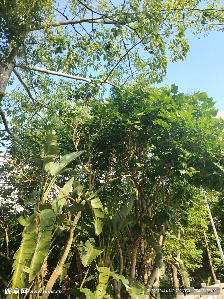 繁茂树林中的葱郁绿植