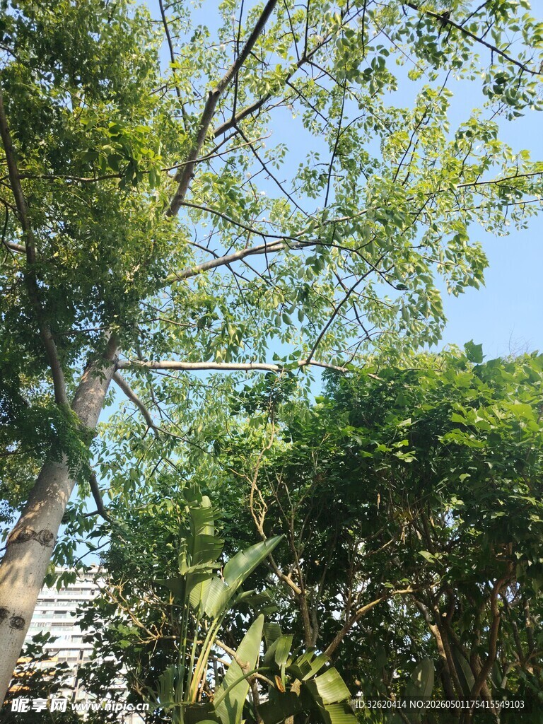 繁茂绿树映蓝天