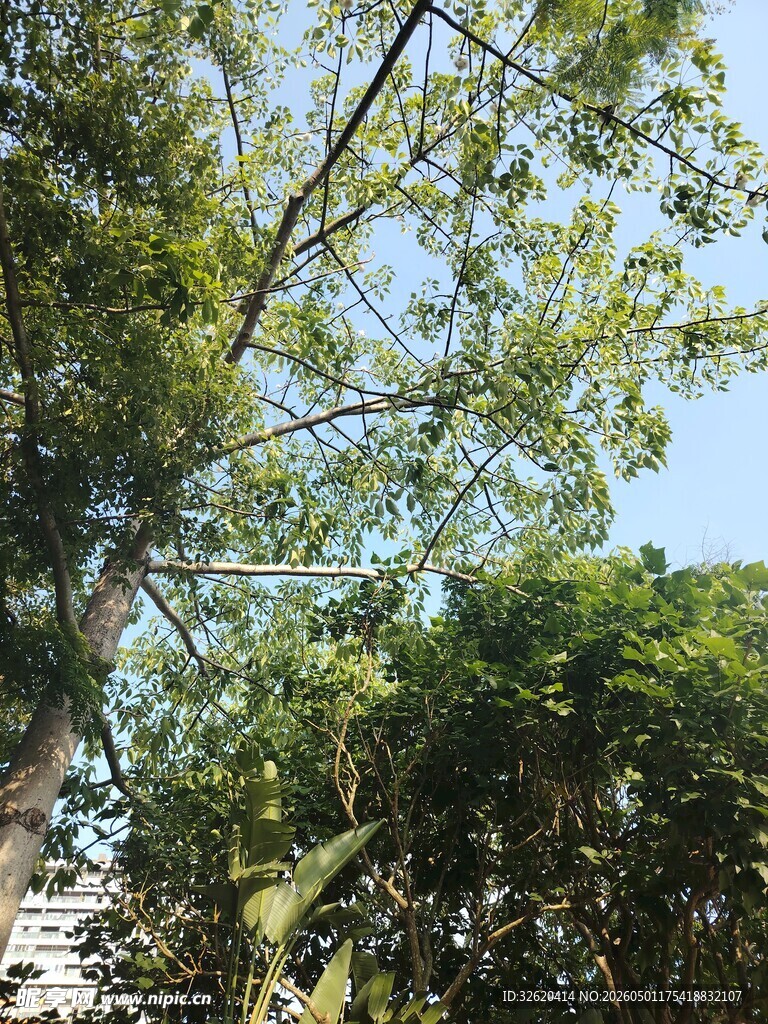 繁茂绿树映衬晴朗蓝天