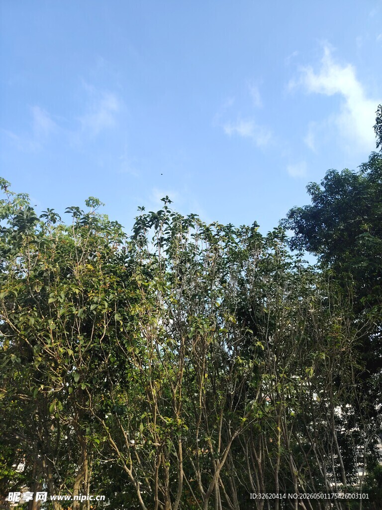 蓝天绿树的自然景致
