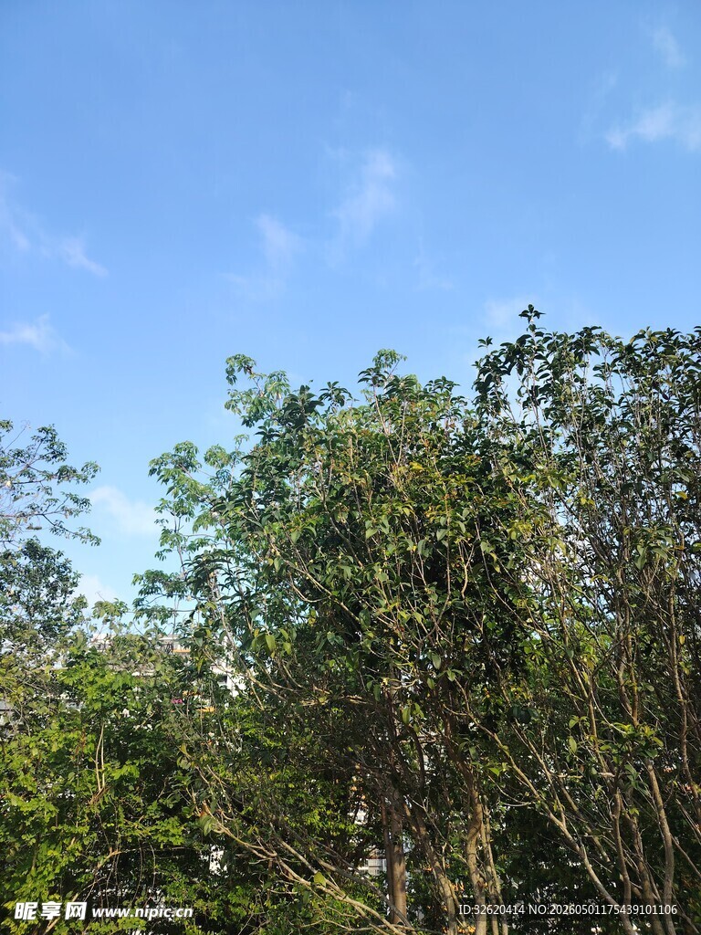 蓝天绿树自然风光图