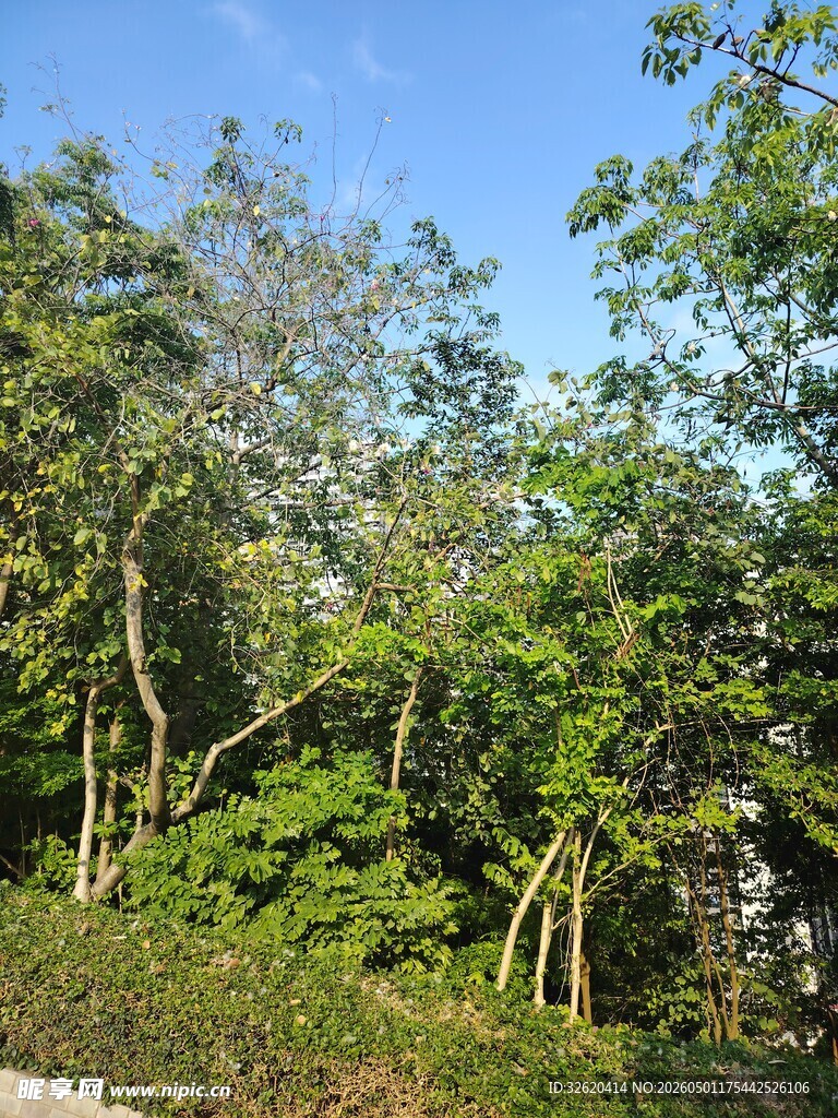 繁茂树林