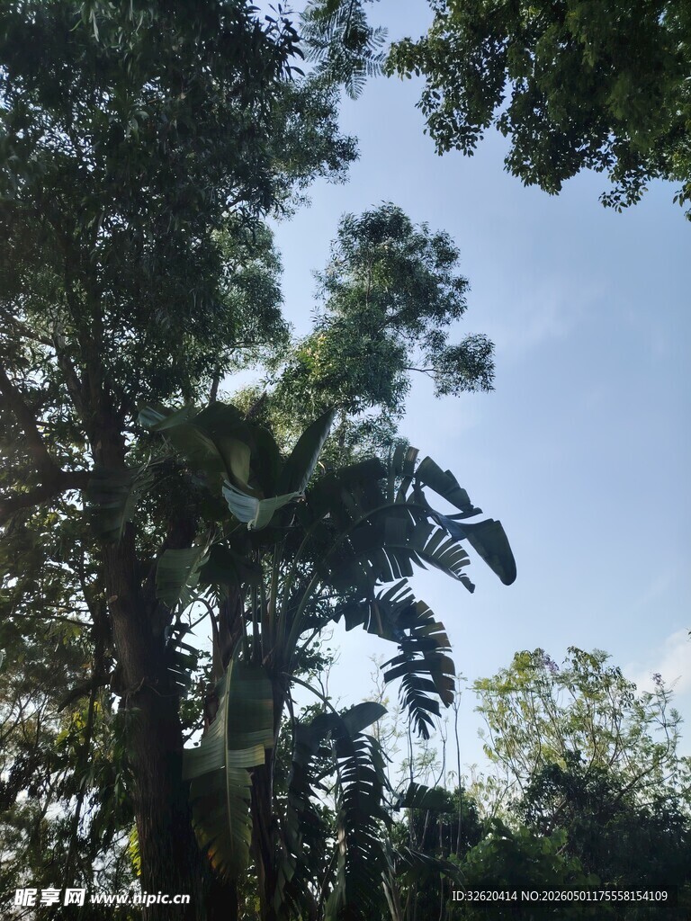 茂密树林中的高大树木