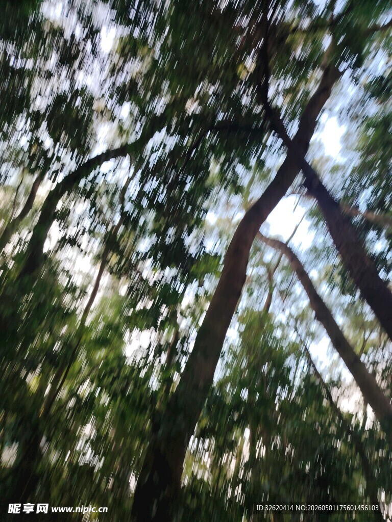 茂密树林中的参天树木