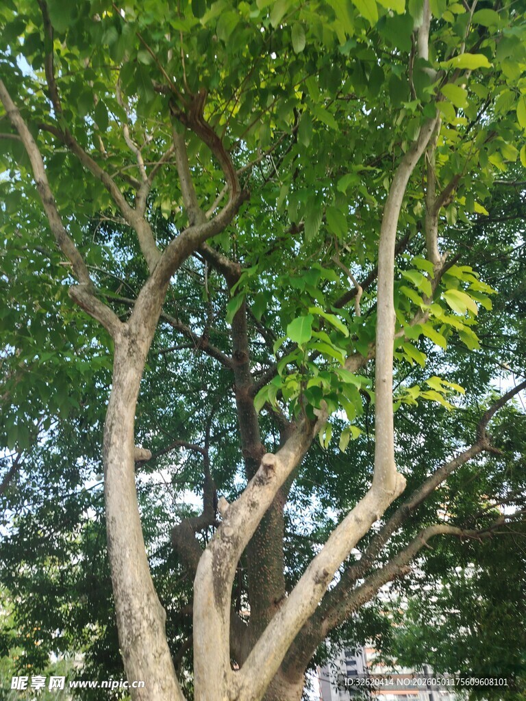 繁茂树枝与翠绿树叶