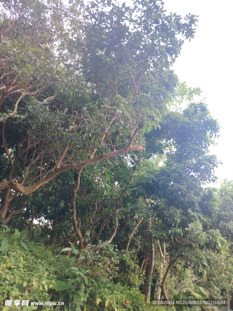 茂密丛林中的繁茂植被