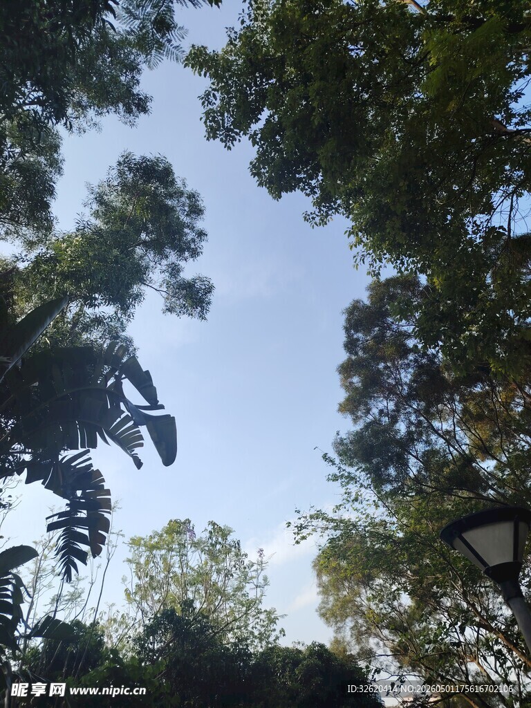 林间与葱郁树木景观