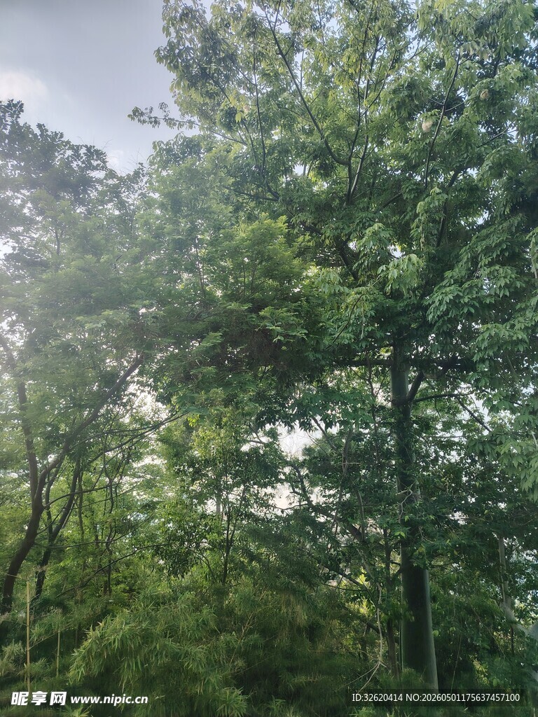 阳光洒落的葱郁树林