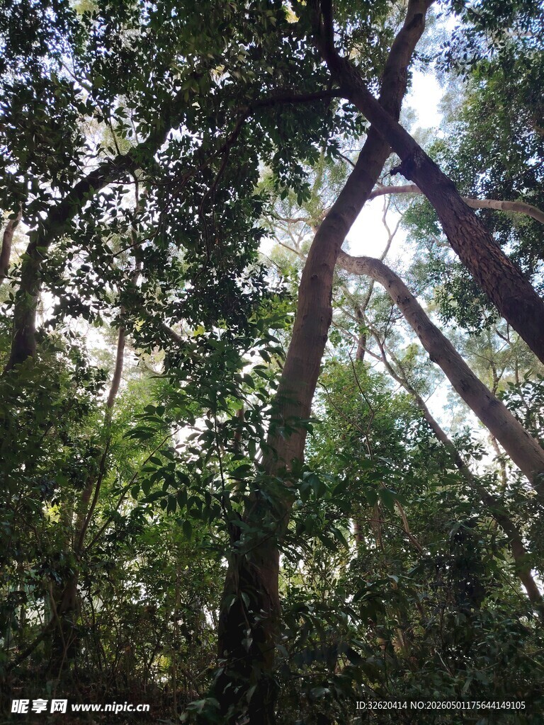 茂密树林中的交错树干