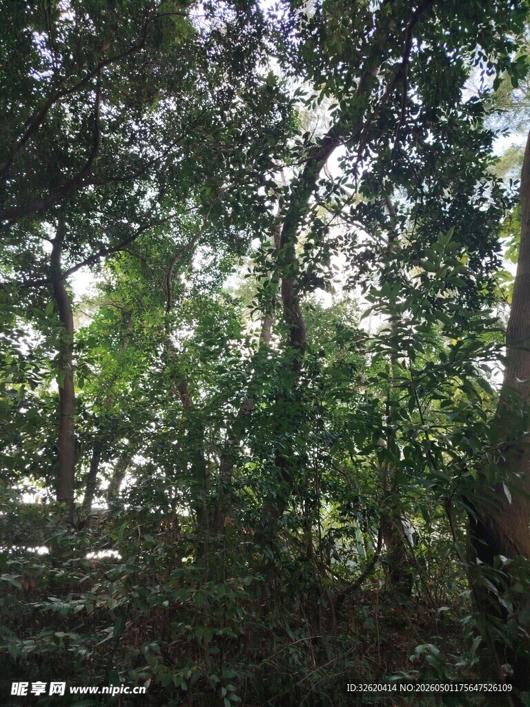 茂密树林中的自然景致