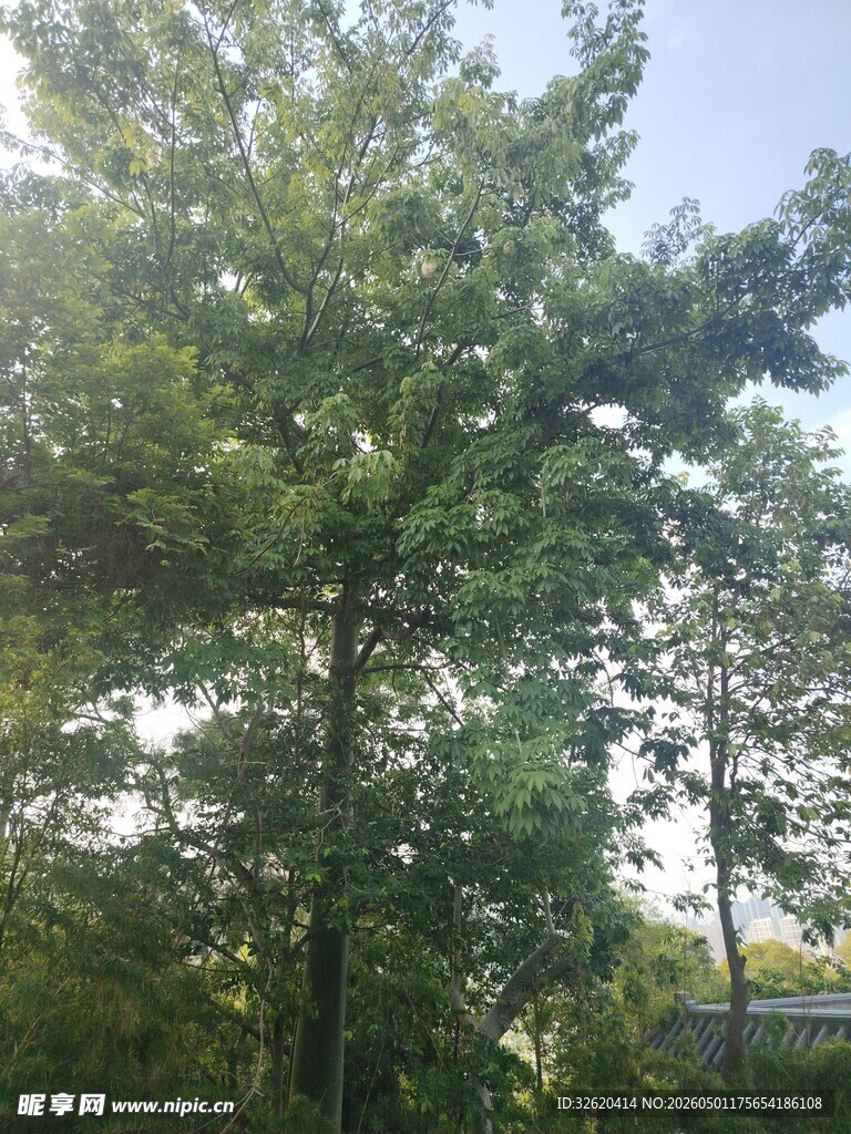 夏日绿树成荫的自然景象