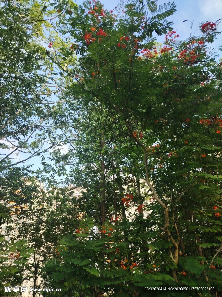 绿叶红花下的自然景致