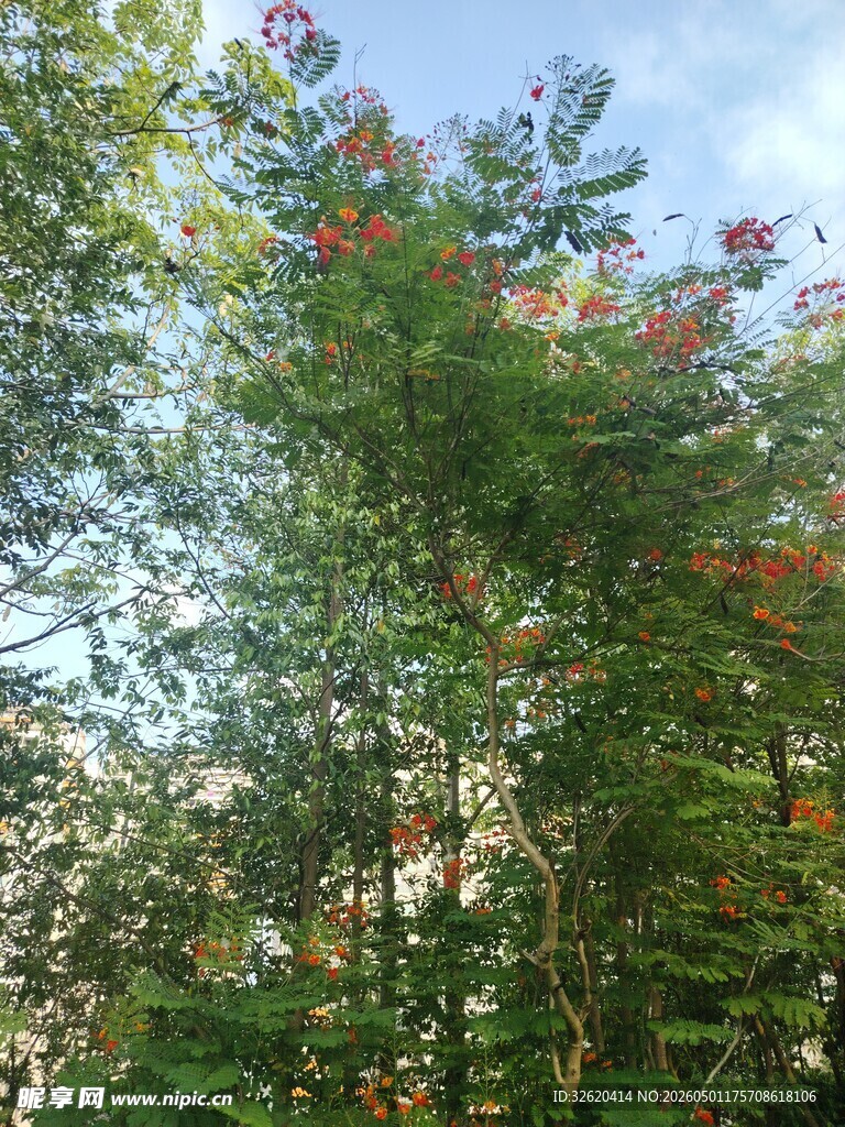 绿树蓝天间的繁茂枝叶