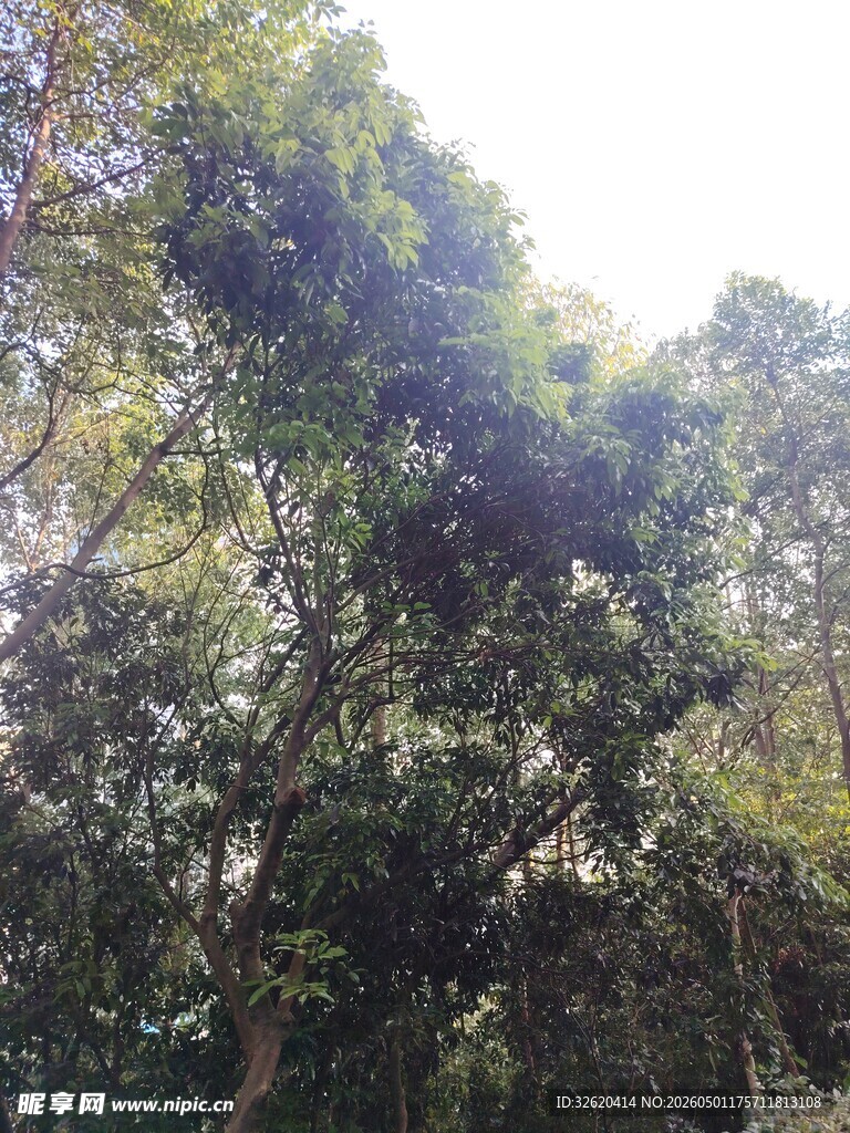 茂密树林中的繁茂绿植