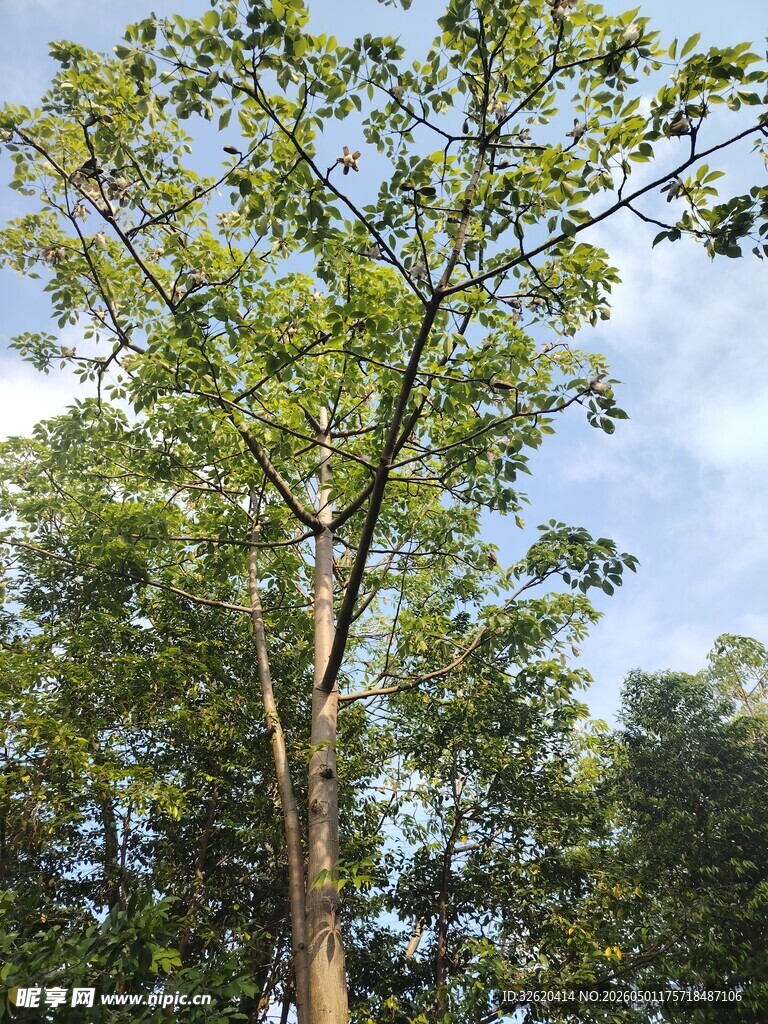 高大挺拔的绿色树木