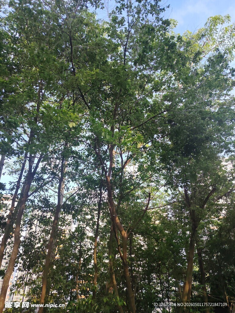 茂密树林的绿意景致