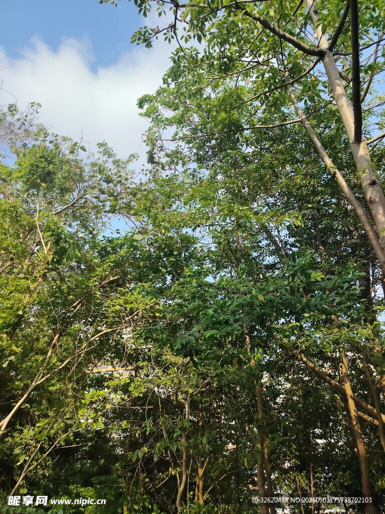 繁茂树林