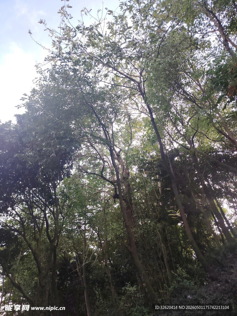 阳光照耀下的茂密树林