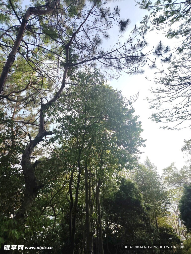阳光洒落的茂密树林