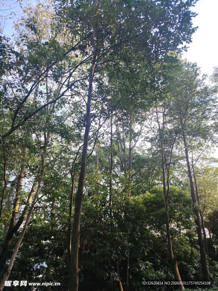 茂密森林中的高大树木