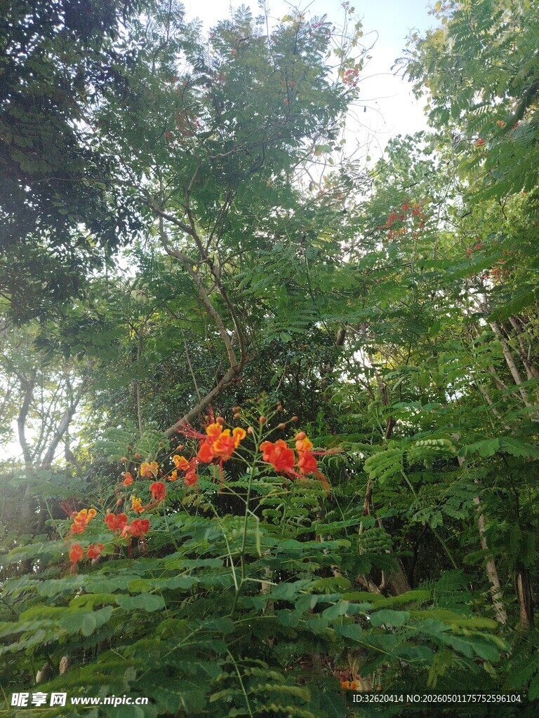 林间绽放的艳丽红色花朵