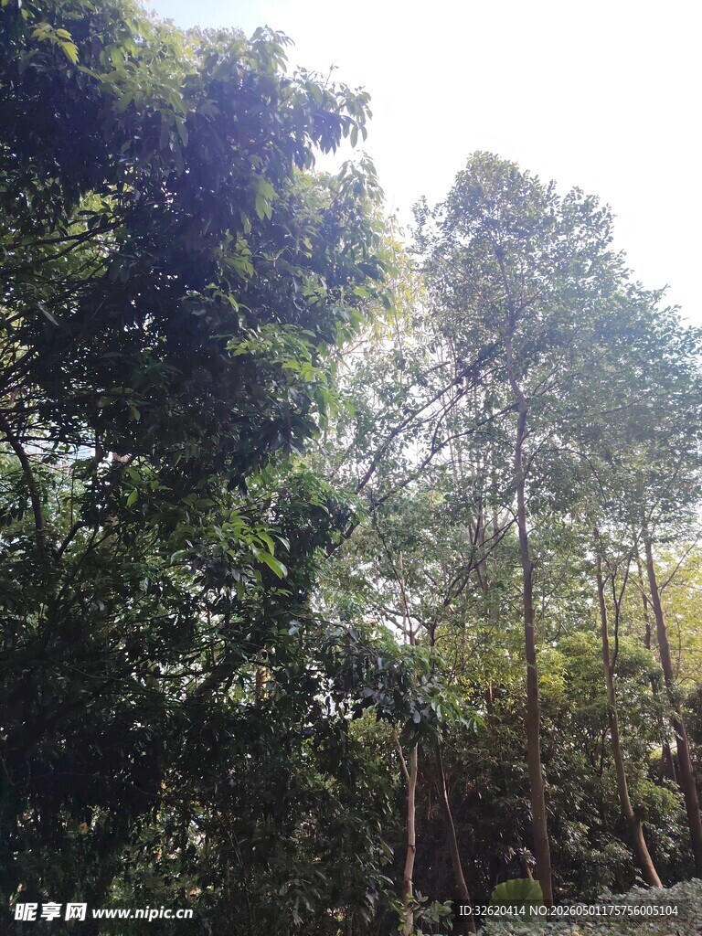 阳光洒落的茂密树林