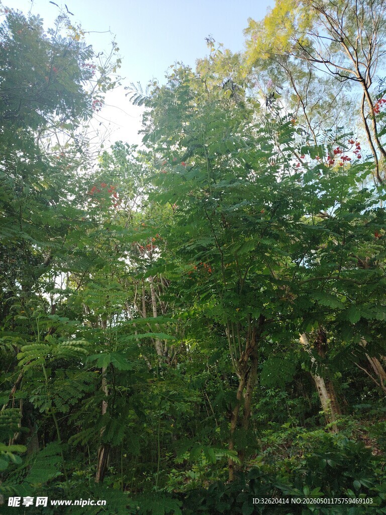 夏日茂密树林绿意盎然