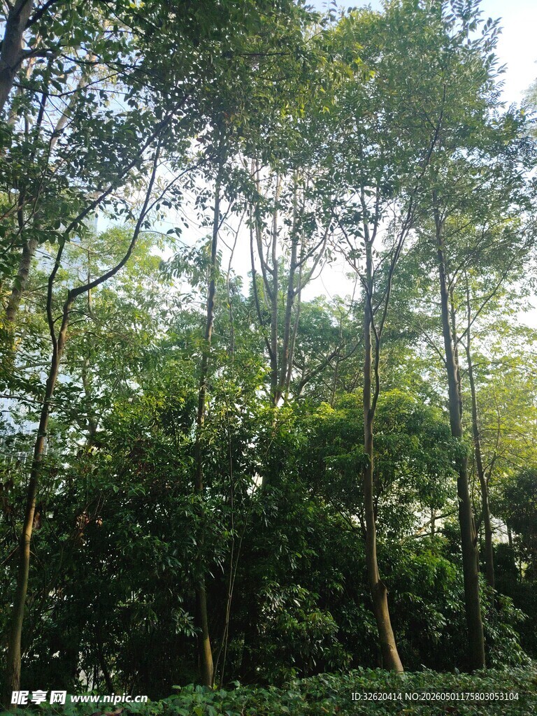 茂密树林绿意盎然