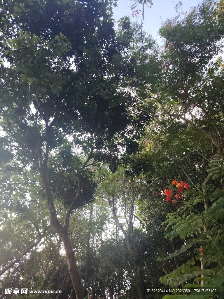 阳光照耀下的繁茂树林