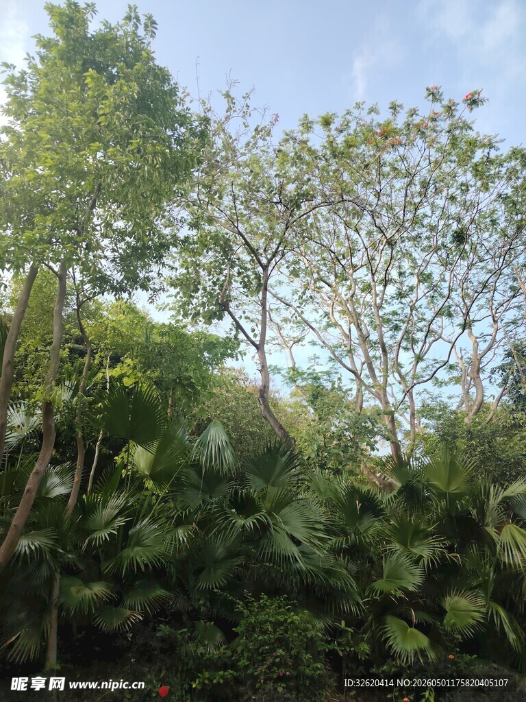 繁茂绿植