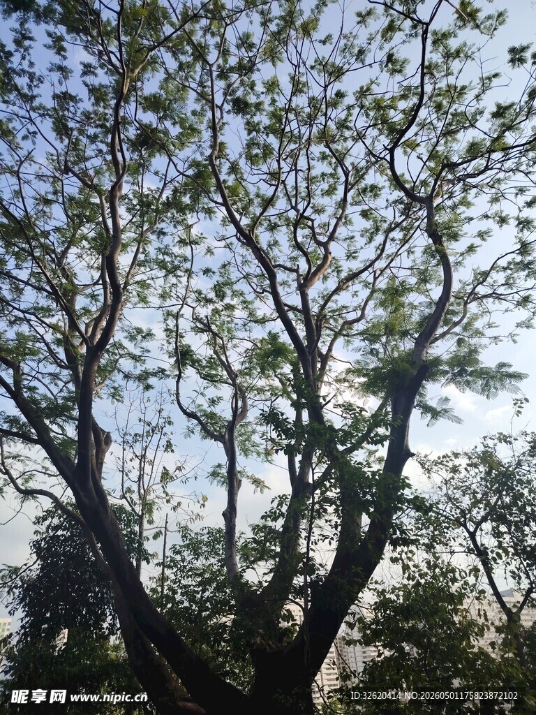 阳光下的繁茂树木