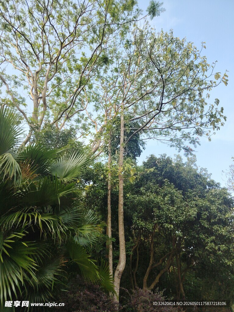 茂密丛林中的高大树木