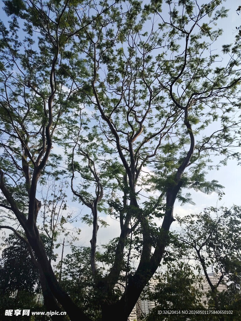 仰观繁茂树枝与天空