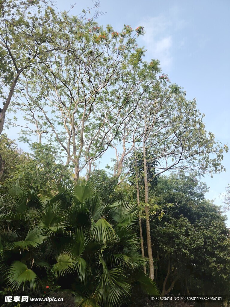 繁茂丛林中的高大树木