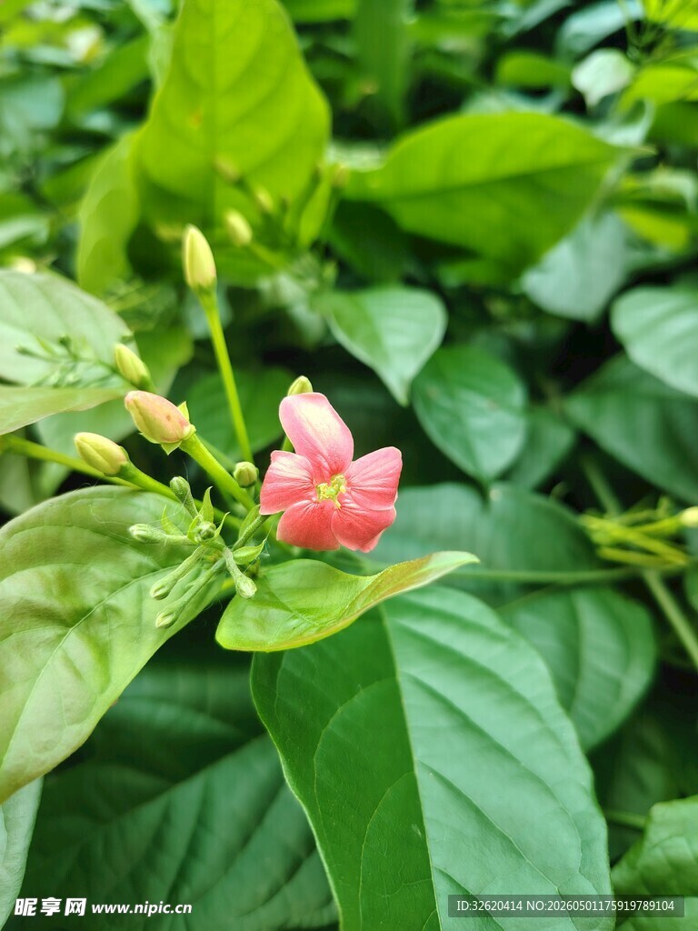 娇艳双色花绽放绿叶间