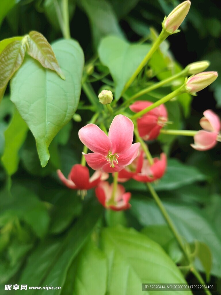 娇艳粉色花卉与绿叶相伴