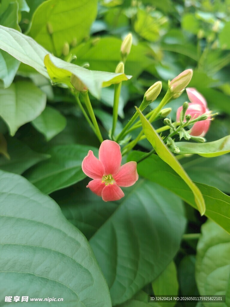 绿叶间绽放的娇艳小花