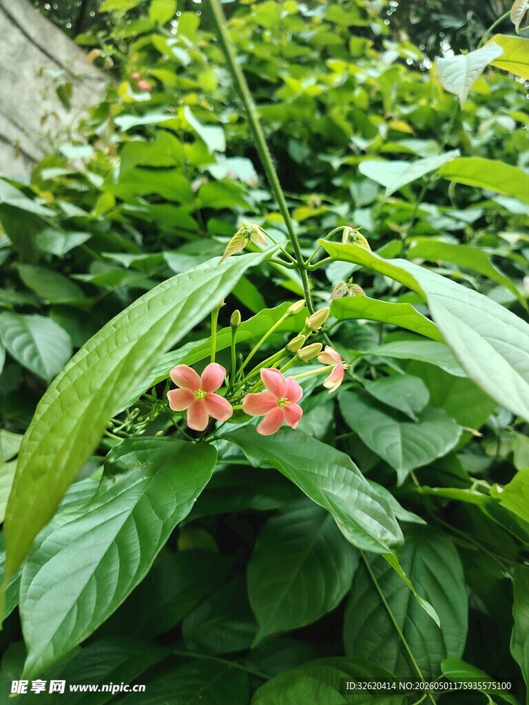 绿叶间的娇艳粉色花朵