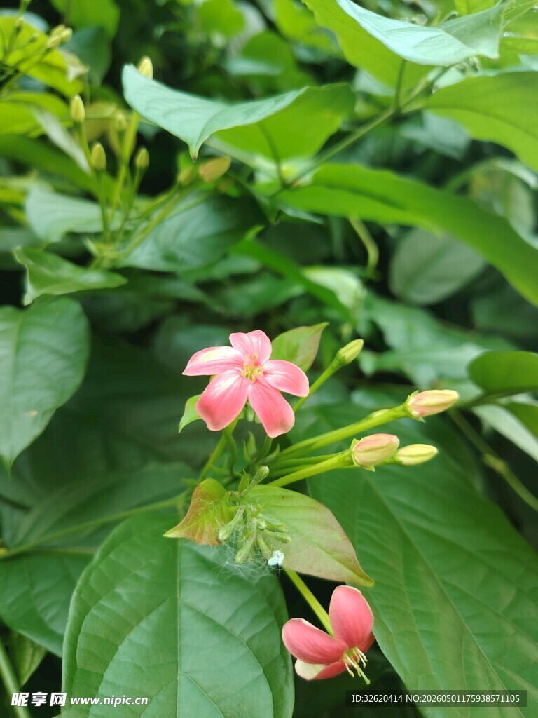 绿叶间的娇艳粉色小花