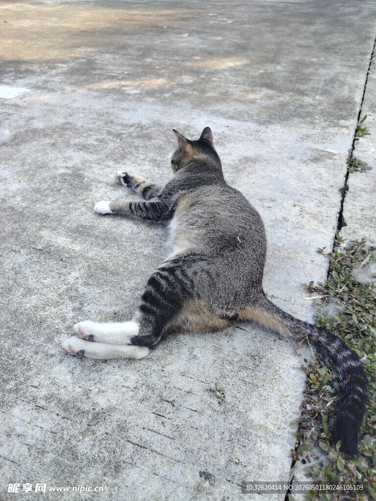 悠闲猫咪躺地享受阳光
