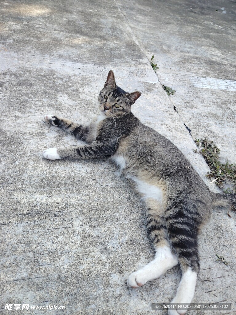 躺地小憩的可爱条纹猫咪