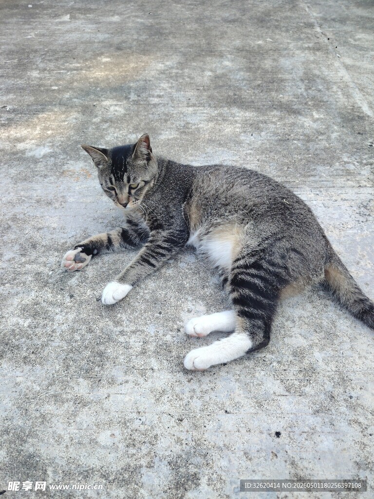 灰白斑纹猫悠闲趴地